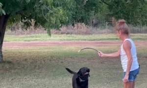 Pair of dogs have two very different energy levels