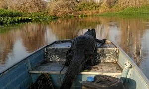 Alligator Taken on Scenic Boat Tour