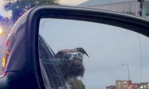 Goggled Pup Warbles Siren Song