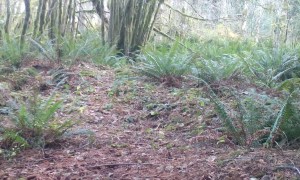 Deer Bails Before Elk Battle