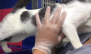 Thankful Kitty Just Needs Snuggles