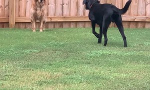 Golden Pretends Not to See "Sneaky" Lab