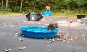 Owl Taking a Bath is Happy and Noisy