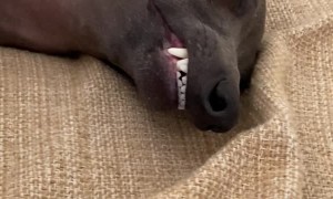 Italian Greyhound Sleeping on Couch in Funny Pose