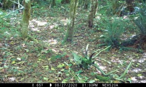 Elk Skull Makes Wild Raccoon Nervous