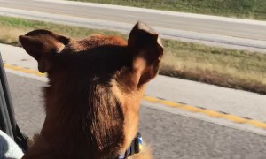 Pup's First Ride With Windows Rolled Down