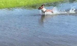 Basset Hound Bounces Through Big Puddle