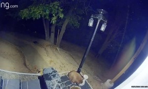 Mischievous Bear Cubs Break Birdbath