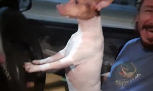 Doggo Drives the Car