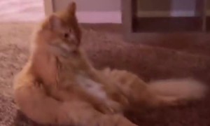 Baby Copies Kitty to Sit Comfortably