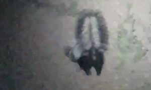 Skunk Struggles To Get Unstuck