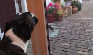 Boxer Sings Along With Sirens