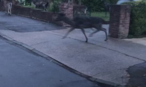 Suburban Deer Herd Hops Between Houses