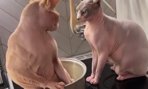 Sphynx Cat Slapped Off Stovetop