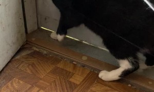 Cats Got Caught in Halloween Web