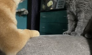 Pup Begs Cat to Play