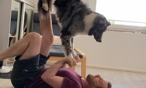 Australian Shepard Learning a New Acrobatic Trick