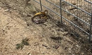 Saved Lizard Gets Itself Stuck Again