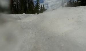 Bear Investigates Lost GoPro