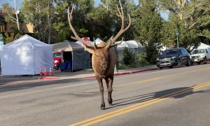 Massive Bull Elk Causes Traffic Jam in Estes Park