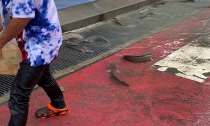 Fish Found Flopping in Street After Flood