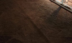 Funny Looking Dog Comes on Command