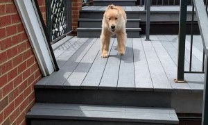 Owen the Golden Loves Jumping Down Stairs