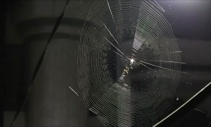 Time-Lapse Video Captures Spider Building Its Web