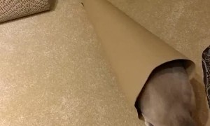 Kitty Helps With Christmas Wrapping