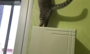 Kitty Climbs Onto Unexpected Zip Line