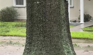 Tree Starts to Split During Hurricane Ida
