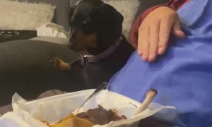 Dog Denies Owner BBQ Ribs