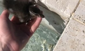 Duckling Goes For Double Dip