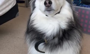 Champ the Pomsky Unsure About Rudolph Ears