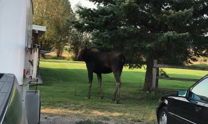 Mama Moose Looks and Calls for Calf After Getting Separated