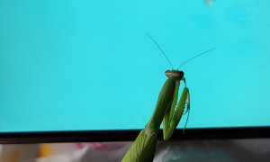 Praying Mantis Tries to Catch Digital Fly on Smartphone