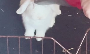 Dust Bunny Gets Vacuumed