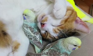 Cat Snuggles Up With Parakeets For a Nap