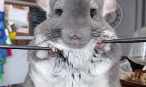 Chinchilla shows off adorable workout routine