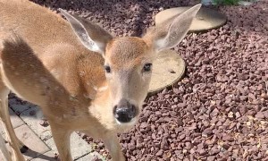 Deer Eagerly Await Their Morning Meal
