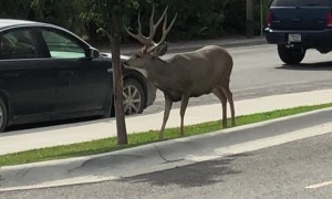 Small Town Buck