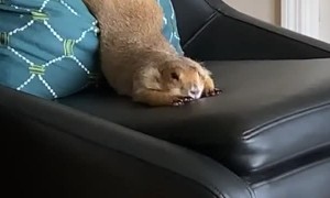 Prairie Dog Uses Pillow to Stretch