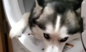 Naughty husky decides to chill out in the washing machine 