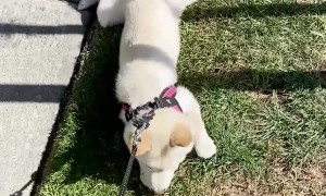 Stubborn Shiba Prefers To Be Pulled