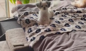 Dog Does Adorable Treat Dance