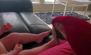 Clever Macaw Meets a New Friend