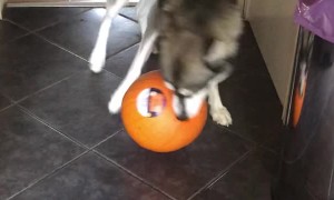 Playful Husky Steals Pumpkin