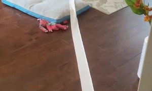 Toilet Paper Puppy Pulls Roll Across House