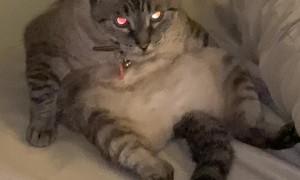 Laid Back Kitty Relaxes in Strange Position