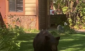 Bear Bluff Charges Man in Yard